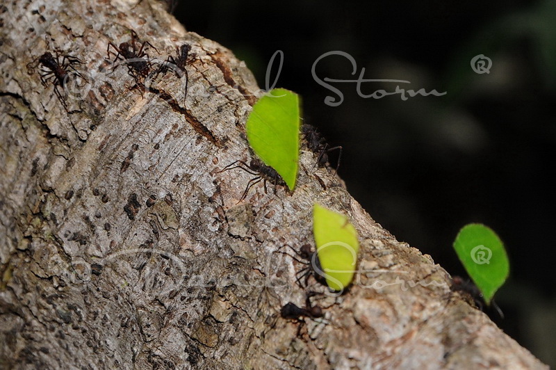 Amazon region, Peru near Colombia.