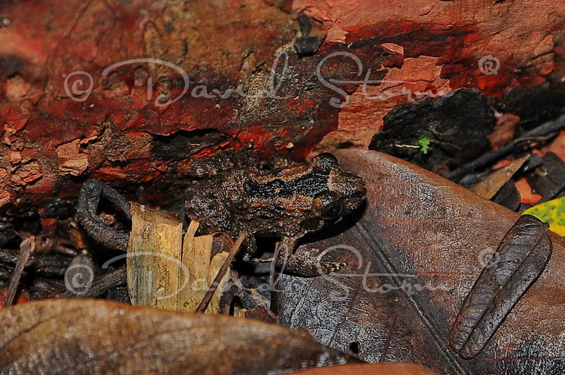 Amazon region, Peru near Colombia.