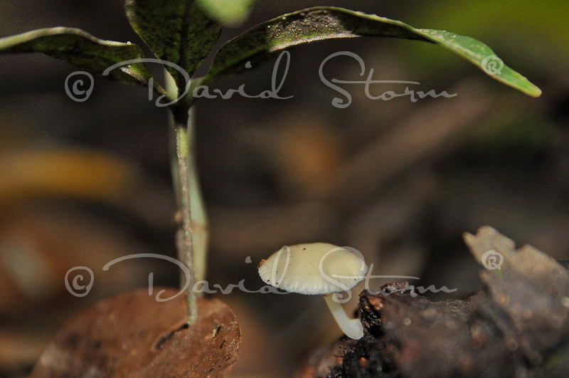 Amazon region, Peru near Colombia.