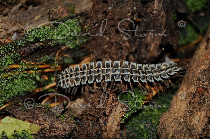 Amazon region, Peru near Colombia.