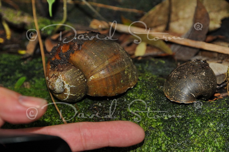 Amazon region, Peru near Colombia.