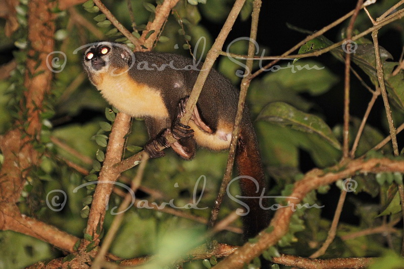 Amazon region, Peru near Colombia.