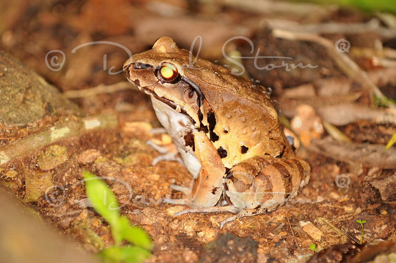 Amazon region, Peru near Colombia.