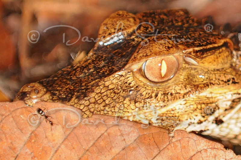 Amazon region, Peru near Colombia.