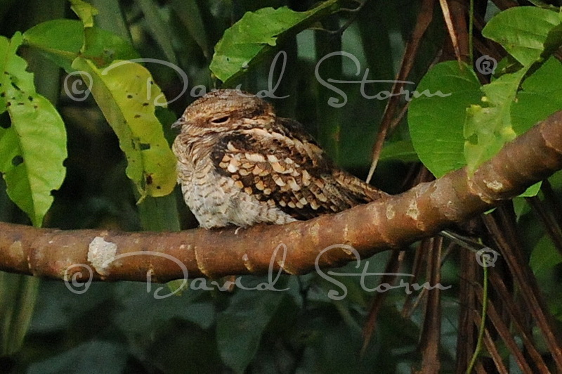 Amazon region, Peru near Colombia.