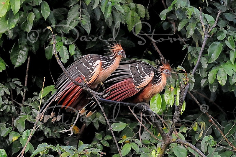 Amazon region, Peru near Colombia.