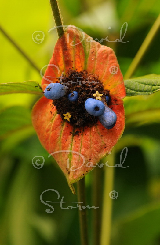 Amazon region, Peru near Colombia.