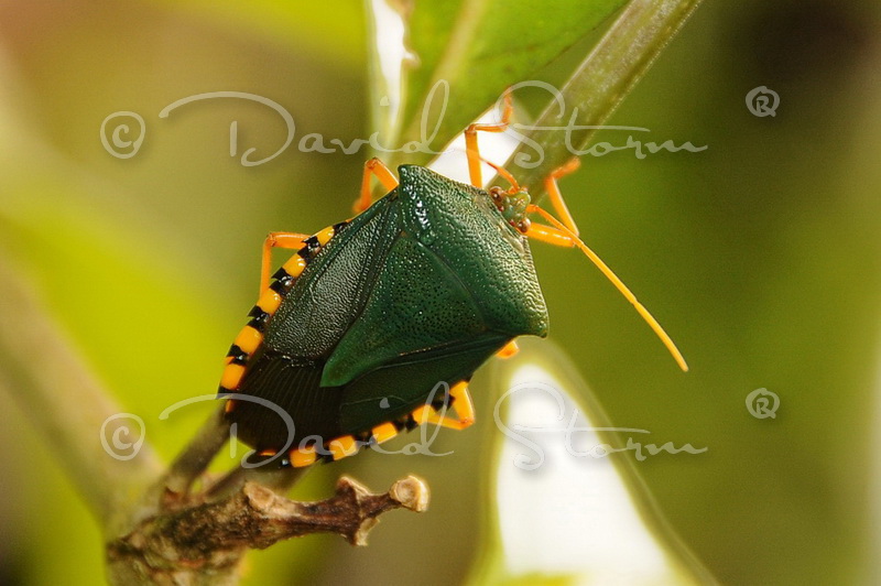 Amazon region, Peru near Colombia.