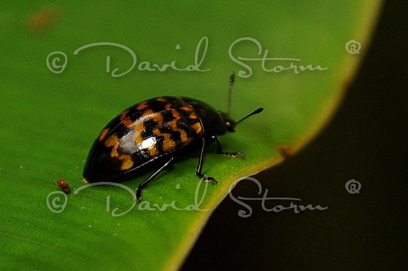 Amazon region, Peru near Colombia.